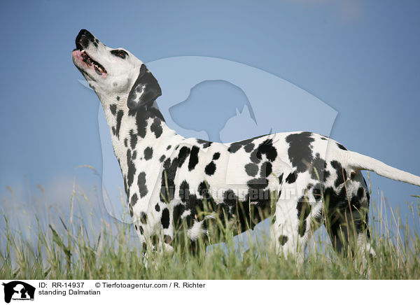 stehender Dalmatiner / standing Dalmatian / RR-14937