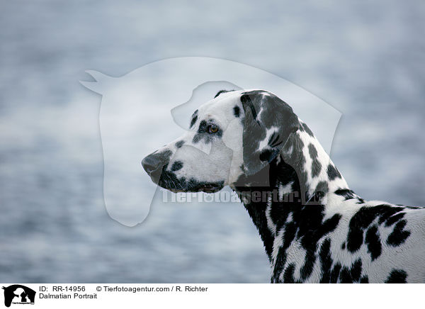 Dalmatiner Portrait / Dalmatian Portrait / RR-14956