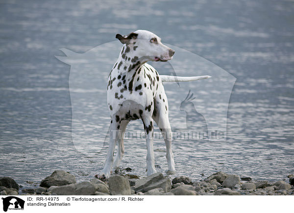 stehender Dalmatiner / standing Dalmatian / RR-14975