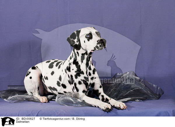 Dalmatiner / Dalmatian / BD-00627