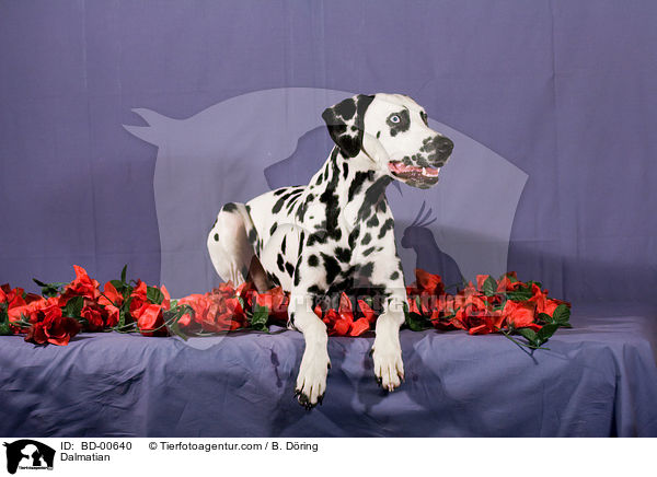 Dalmatiner / Dalmatian / BD-00640