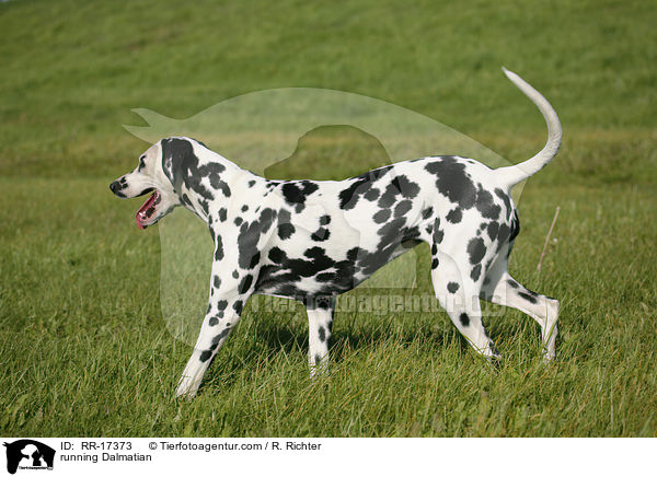 rennender Dalmatiner / running Dalmatian / RR-17373