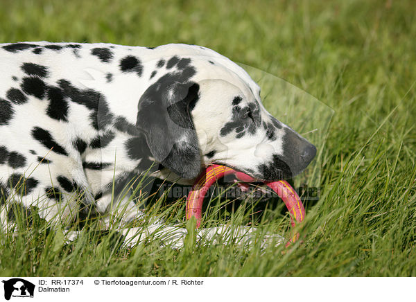 Dalmatiner mit Spielzeug / Dalmatian / RR-17374