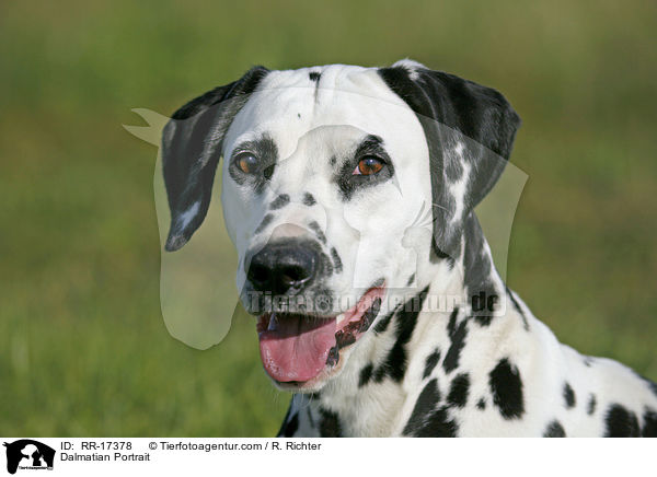 Dalmatiner Portrait / Dalmatian Portrait / RR-17378