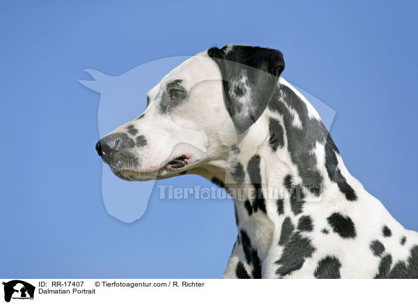 Dalmatiner Portrait / Dalmatian Portrait / RR-17407