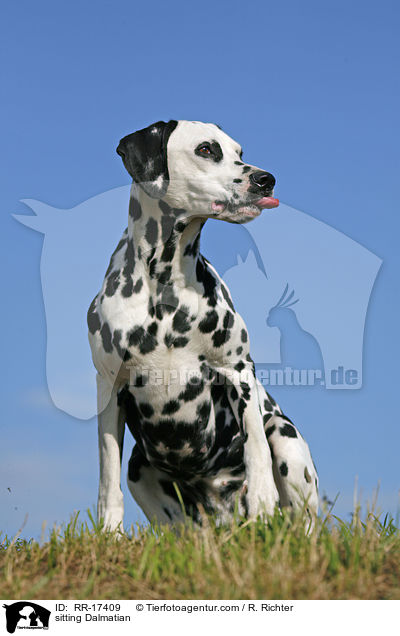 sitzender Dalmatiner / sitting Dalmatian / RR-17409