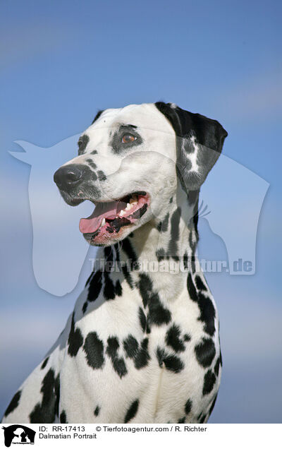 Dalmatiner Portrait / Dalmatian Portrait / RR-17413