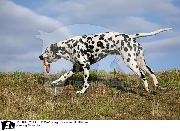 rennender Dalmatiner / running Dalmatian / RR-17433