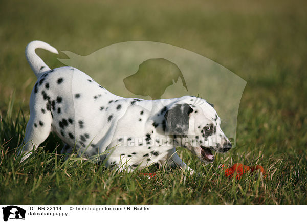 Dalmatiner Welpe / dalmatian puppy / RR-22114