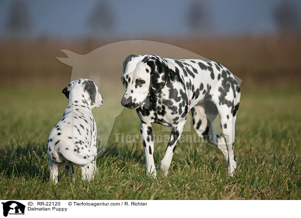 Dalmatiner Welpe / Dalmatian Puppy / RR-22120