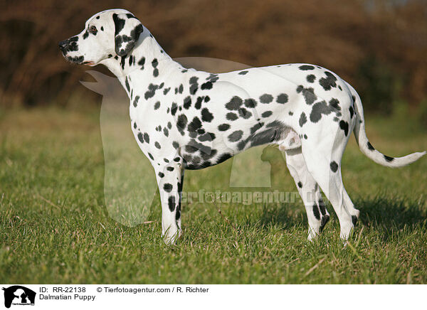 Dalmatian Puppy / RR-22138