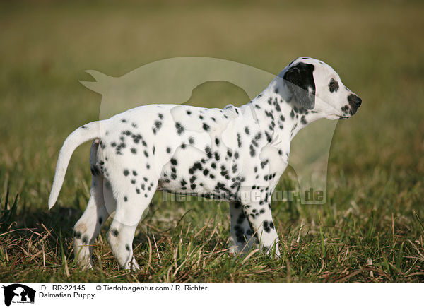 Dalmatiner Welpe / Dalmatian Puppy / RR-22145