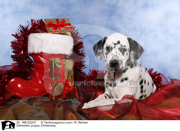 Dalmatiner Welpe weihnachtlich / Dalmatian puppy Christmasy / RR-22207