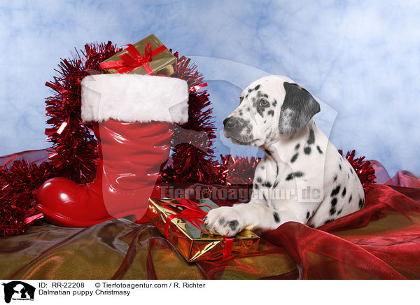 Dalmatiner Welpe weihnachtlich / Dalmatian puppy Christmasy / RR-22208