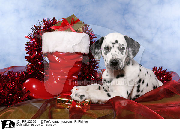 Dalmatiner Welpe weihnachtlich / Dalmatian puppy Christmasy / RR-22209