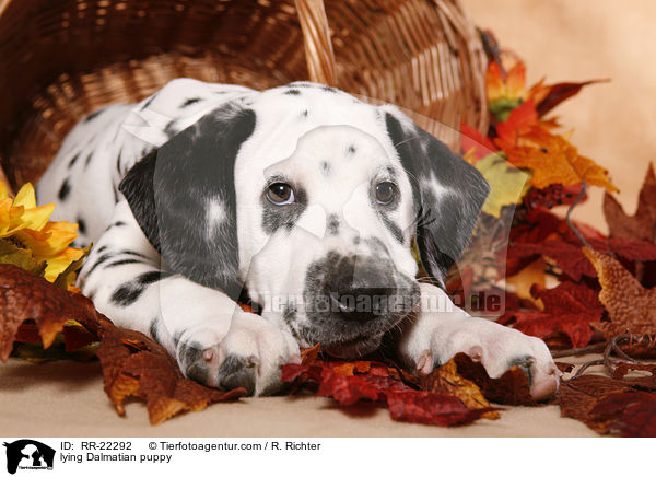 lying Dalmatian puppy / RR-22292