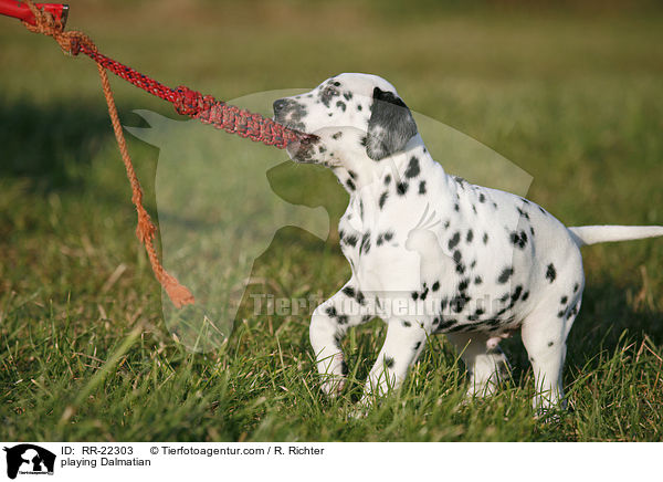 spielender Dalmatiner / playing Dalmatian / RR-22303