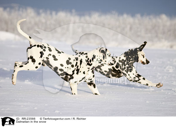 Dalmatiner im Schnee / Dalmatian in the snow / RR-23566