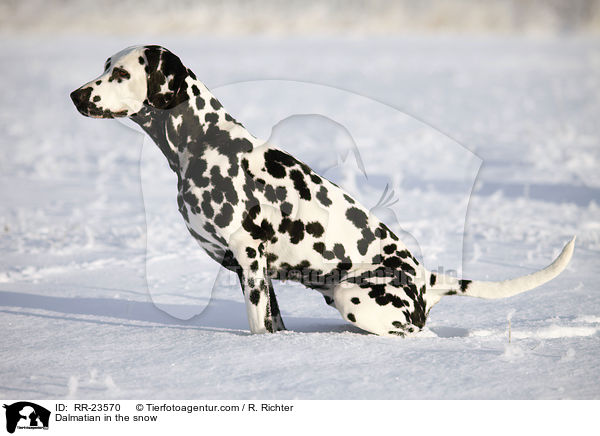 Dalmatiner im Schnee / Dalmatian in the snow / RR-23570