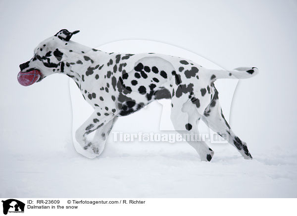 Dalmatiner im Schnee / Dalmatian in the snow / RR-23609