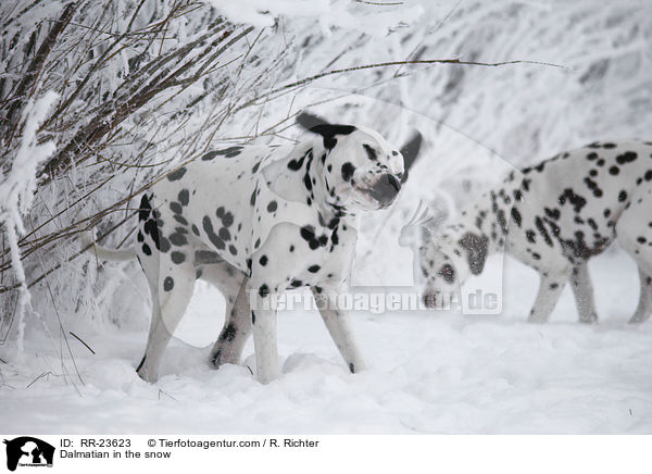 Dalmatiner im Schnee / Dalmatian in the snow / RR-23623