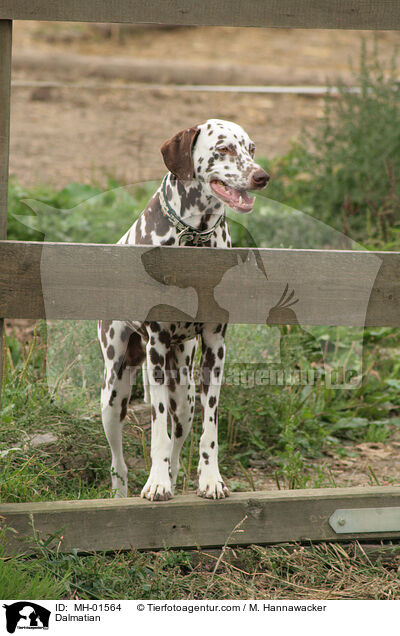 Dalmatiner / Dalmatian / MH-01564