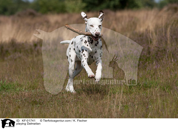 spielender Dalmatiner / playing Dalmatian / KF-01741