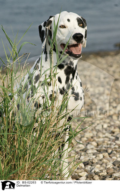 Dalmatiner / Dalmatian / BS-02263