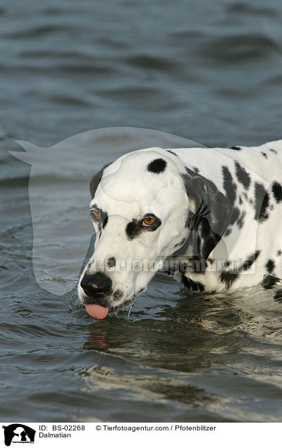 Dalmatiner / Dalmatian / BS-02268