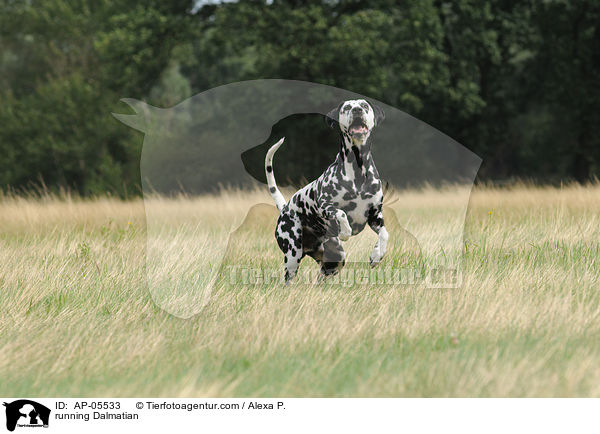rennender Dalmatiner / running Dalmatian / AP-05533