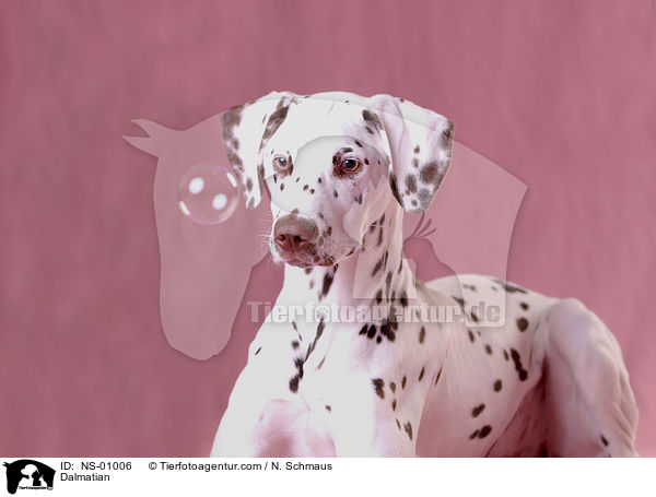 Dalmatiner / Dalmatian / NS-01006