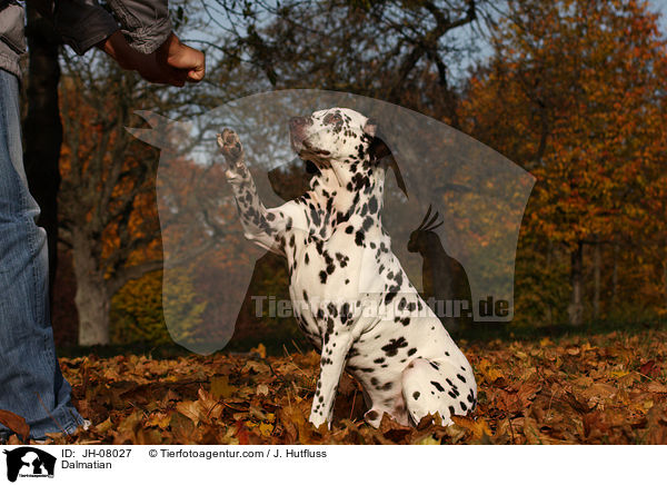 Dalmatian / JH-08027