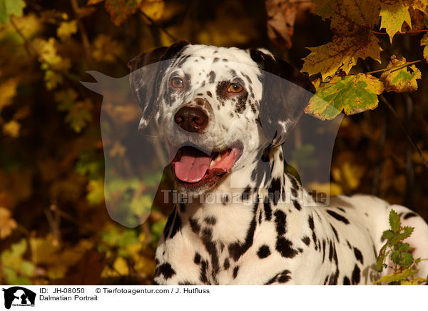 Dalmatiner Portrait / Dalmatian Portrait / JH-08050