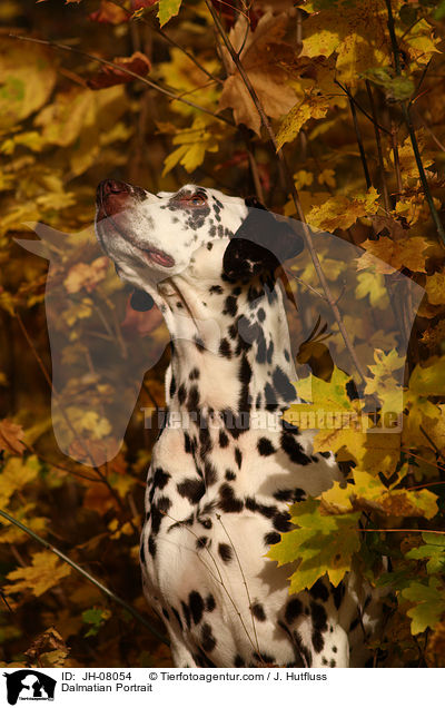 Dalmatiner Portrait / Dalmatian Portrait / JH-08054