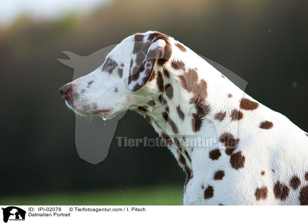 Dalmatiner Portrait / Dalmatian Portrait / IPI-02076