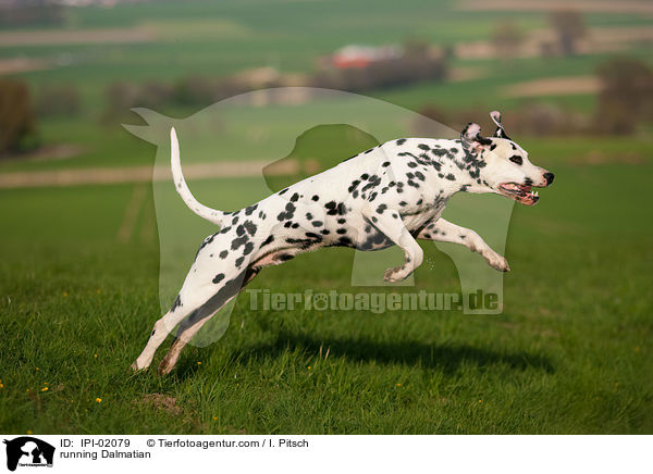 rennender Dalmatiner / running Dalmatian / IPI-02079