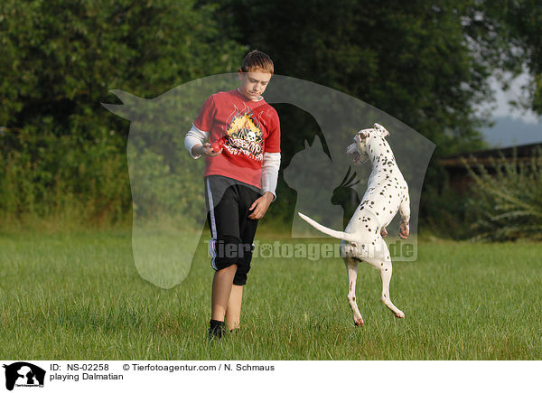 spielender Dalmatiner / playing Dalmatian / NS-02258