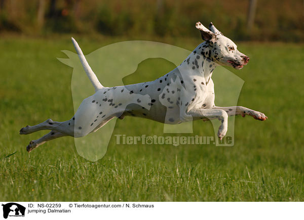 springender Dalmatiner / jumping Dalmatian / NS-02259