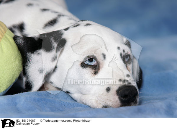 Dalmatiner Welpe / Dalmatian Puppy / BS-04087