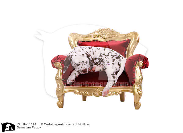 Dalmatiner Welpe / Dalmatian Puppy / JH-11098