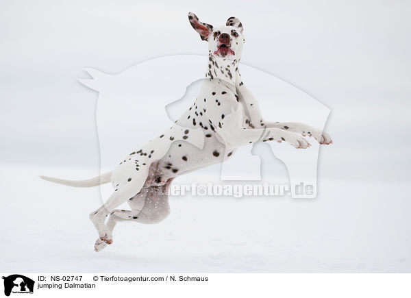 jumping Dalmatian / NS-02747
