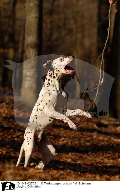 spielender Dalmatiner / playing Dalmatian / NS-02769