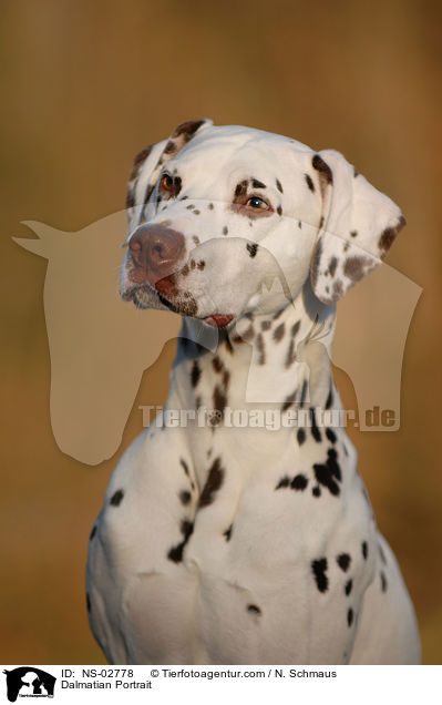 Dalmatiner Portrait / Dalmatian Portrait / NS-02778