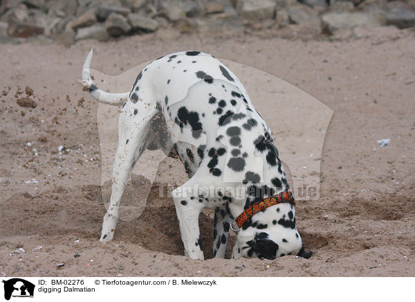 buddelnder Dalmatiner / digging Dalmatian / BM-02276