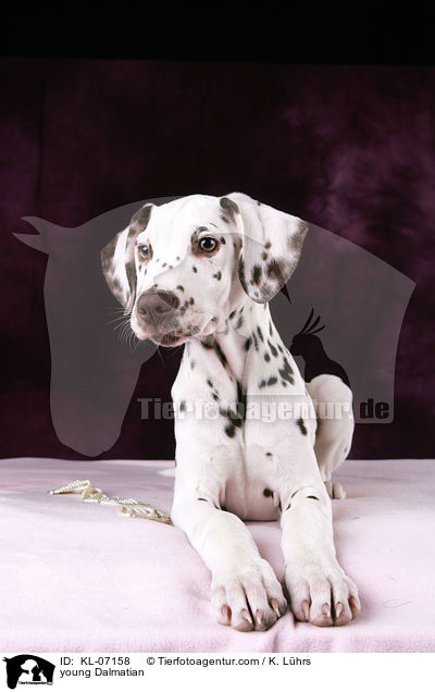 junger Dalmatiner / young Dalmatian / KL-07158