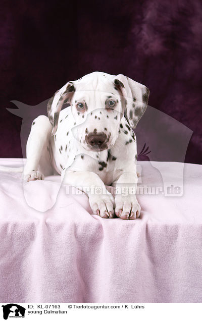 junger Dalmatiner / young Dalmatian / KL-07163