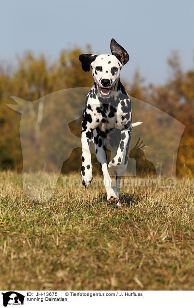 rennender Dalmatiner / running Dalmatian / JH-13675