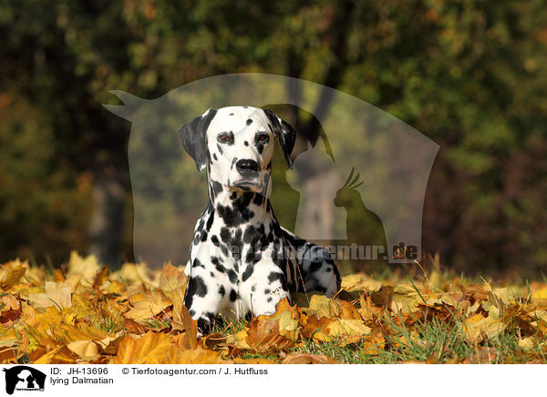 liegender Dalmatiner / lying Dalmatian / JH-13696