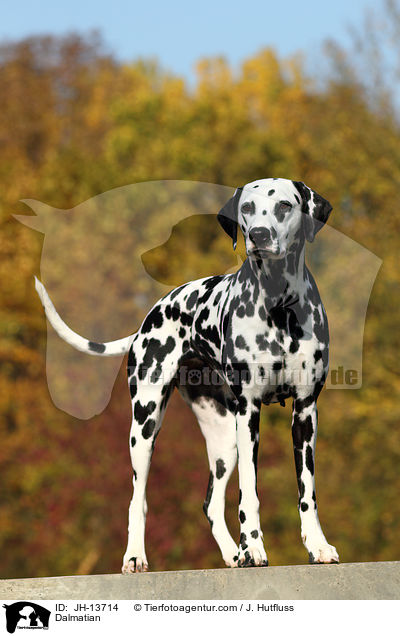 Dalmatiner / Dalmatian / JH-13714