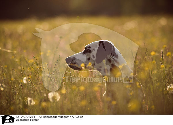 Dalmatiner Portrait / Dalmatian portrait / AG-01271